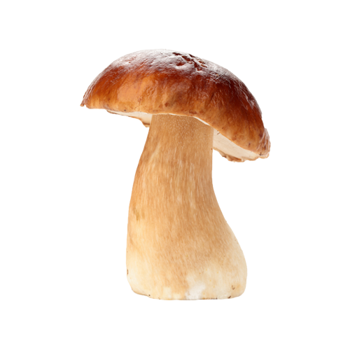 cepes2