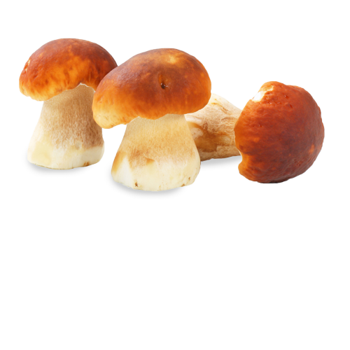 Cepes