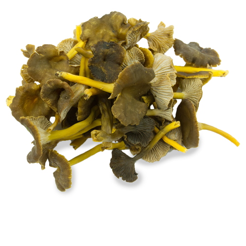 Chanterelle jaunissante surgelée