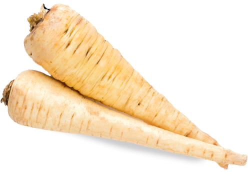 harvest parsnip