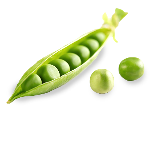 Pois saison légumes