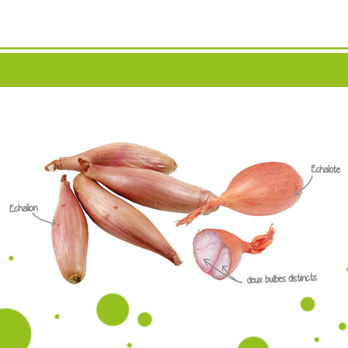 Banana Shallots Information and Facts