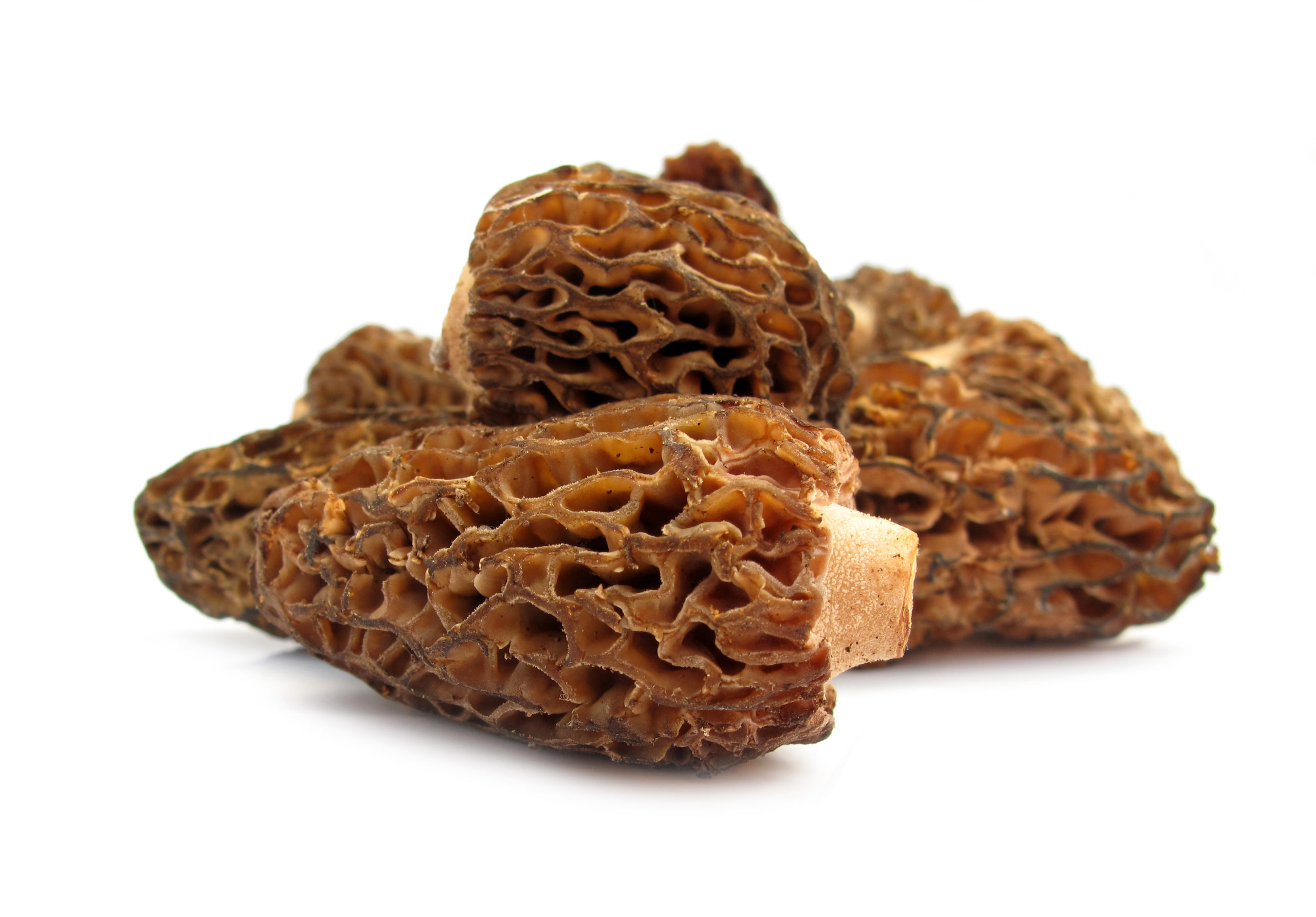 Morilles fraîches