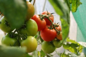 Tomate contrôlée